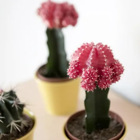 Camping Rocca Dei Tramonti